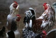 MBRF: Reabertura da China para frango do Brasil abre oportunidades