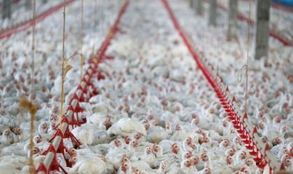 MBRF eleva em 8% produção de kits natalinos em 2025