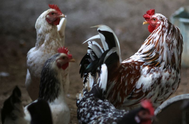 Galinheiro em fazenda de criação de aves privada no Rio