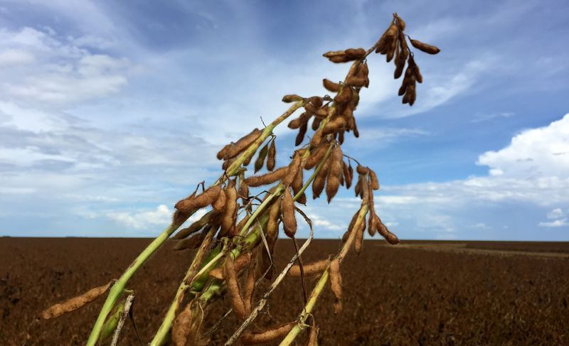 Plantação de soja em fazenda de São Desidério, na Bahia