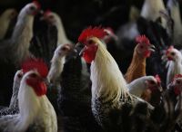 Governo identifica queda nas exportações de frango por gripe aviária
