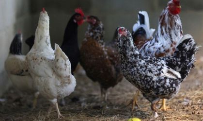 África do Sul reduz embargos ao frango do Brasil após fim da gripe aviária