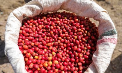 IBGE aponta desaceleração no preço do café