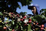 Traders correm para desembarcar café nos EUA antes da tarifa de Trump