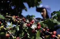 Exportadores de Café citam "frustração" por ausência em exceção de tarifas