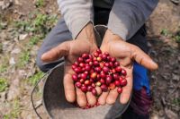 Exportadores de café não veem ruptura no fornecimento aos EUA
