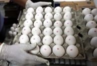 Preços de ovos em janeiro têm menor nível em seis anos