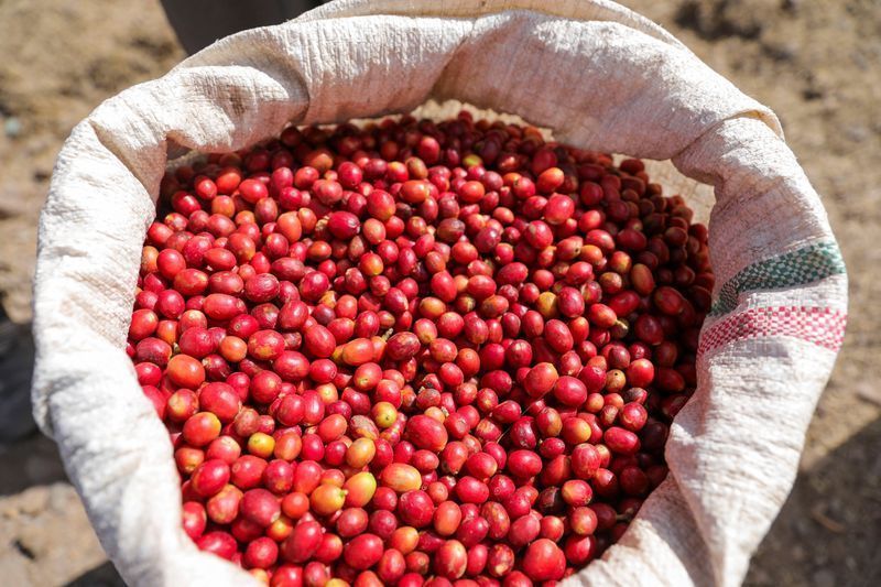 Café, suco e mais: o raio-x do agro brasileiro afetado pelas tarifas