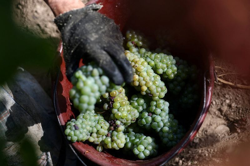 Colhedor de uvas recolhe frutos das videiras no vinhedo Domaine de La Pépière durante vindima de Muscadet em Maisdon-sur-Sèvres, perto de Nantes, na França