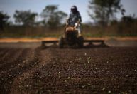 Setor cafeeiro aposta em reversão de tarifaço