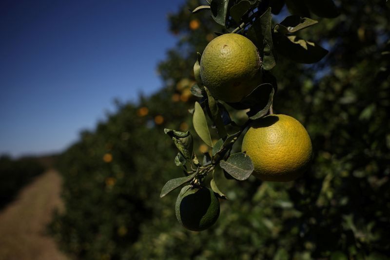Pomar de laranjas em fazenda em Formoso (MG)