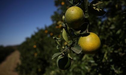 Exportação de suco de laranja terá economia de R$ 1,3 bi com Mercosul-UE