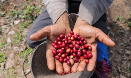 Yara, JDE e Ofi anunciam acordo para descarbonização da produção no Brasil