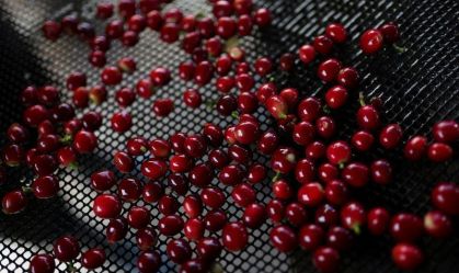 Café arábica atinge máxima em 4 meses; açúcar e cacau caem