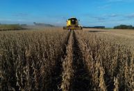 Soja fecha em alta na Bolsa de Chicago impulsionada compras da China