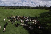 Brasil deve ultrapassar EUA como maior produtor de carne bovina