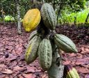 Cacau entra em 2026 em busca de equilíbrio