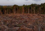 União Europeia pede adiamento de lei sobre desmatamento