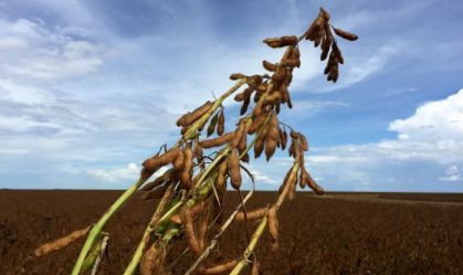 Soja opera em queda após relatório neutro do USDA