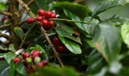 Governo vê oportunidade a café brasileiro com conflito Colômbia-EUA