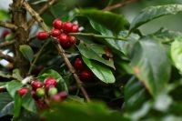 Governo vê oportunidade a café brasileiro com conflito Colômbia-EUA