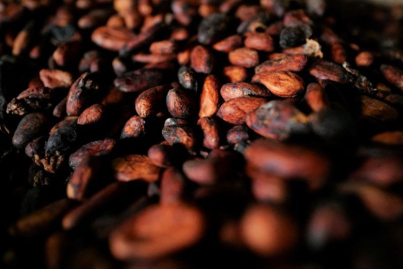 Mercado de cacau precifica incertezas para a próxima safra