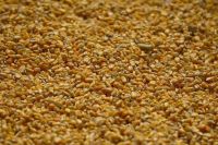 Safra de milho deve alcançar 26,6 mi de toneladas em 2025/26, aponta StoneX