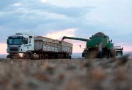 Colheita de soja do Brasil atinge 0,53% da área total, diz consultoria