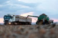 Colheita de soja do Brasil atinge 0,53% da área total, diz consultoria