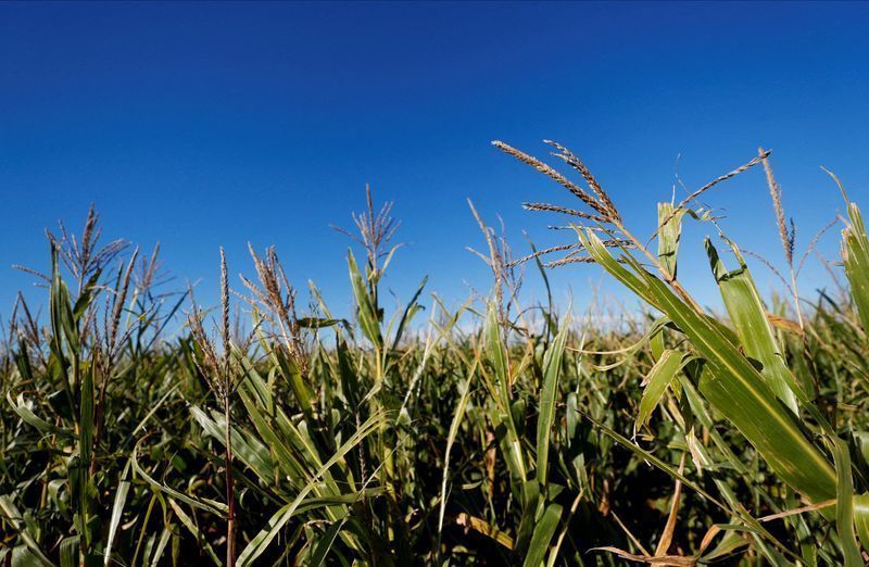 FOTO DE ARQUIVO: Plantas de milho são fotografadas em uma