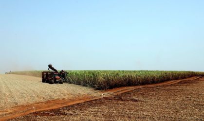 Colheitadeira corta cana-de-açúcar em um campo na usina São Martinho,