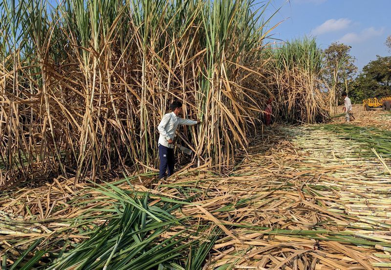 Trabalhadores colhem cana-de-açúcar em um campo no distrito de Kolhapur
