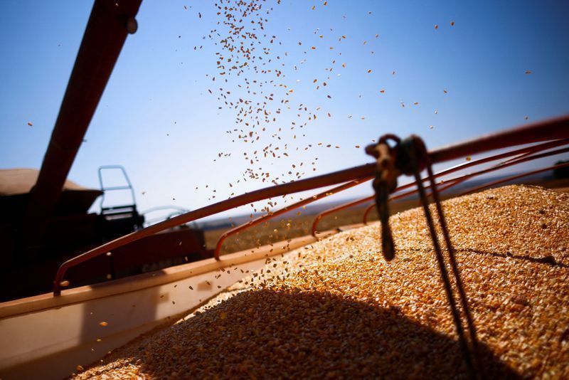 Milho em fazenda próxima a Brasília