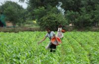 EUA lideram iniciativa do G20 para garantir acesso a fertilizantes