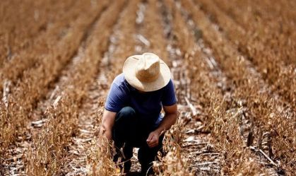 Plantação de soja em Espumoso (RS)