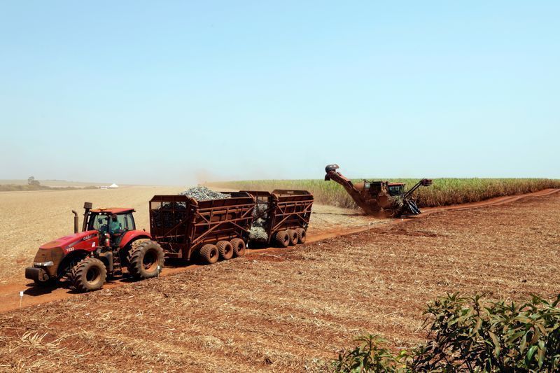 Um caminhão transporta cana-de-açúcar em um campo na usina de