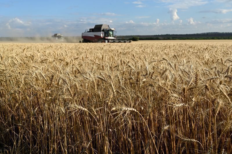 Colheita de trigo na região russa de Rostov