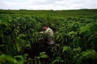 USDA projeta safra recorde de café do Brasil e salto de 30% nas exportações