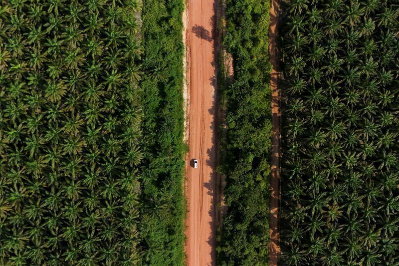 Vista de drone da plantação de palma da cooperativa Melati