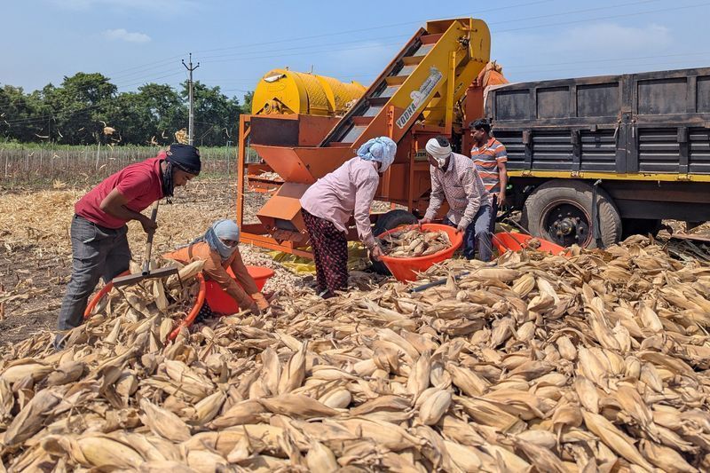 Campo de milho no distrito de Chhatrapati Sambhajinagar, no Estado