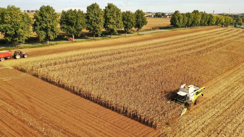 Um agricultor francês colhe seu milharal, em Thun-L'Eveque