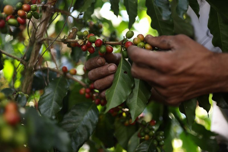 El Niño, e não terremoto, afetará safra de café da Colômbia, diz entidade