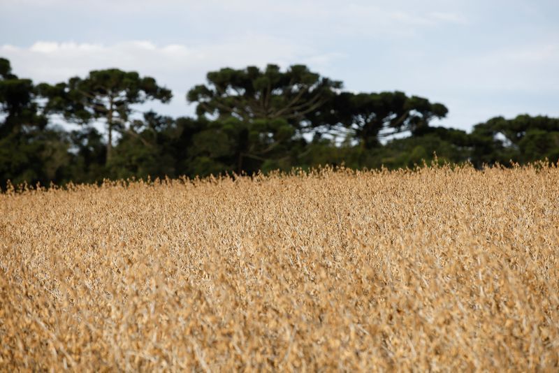 Entenda: Plantio de soja em Mato Grosso atinge 89,05% da área