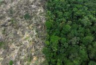 BID e BB acertam acordo de US$ 250 mi para impulsionar iniciativas de bioeconomia na Amazônia Legal