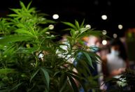 Estudo associa atendimento médico por uso de maconha a risco de demência