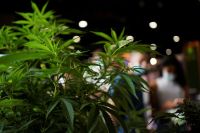 Estudo associa atendimento médico por uso de maconha a risco de demência