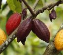 Pará pode atrair R$ 116 bi com modelo que freia desmate e dobra agro
