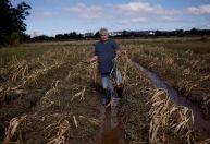 Agro do RS estima perdas de R$ 3 bi e uma década para recuperar produções inundadas