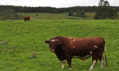 Exportação de carne bovina do Brasil bate recorde em maio