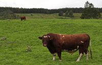 Abrafrigo: Receita com exportação de carne bovina deve ser recorde em 2025